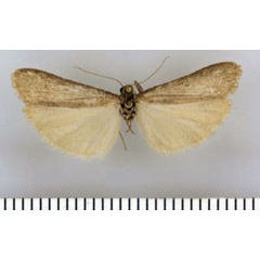 /filer/webapps/moths/media/images/K/kamiense_Entephrilema_HT_ZMHB.jpg