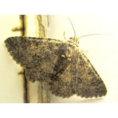 /filer/webapps/moths/media/images/V/vetusta_Heteropalpia_A_Sydes.jpg