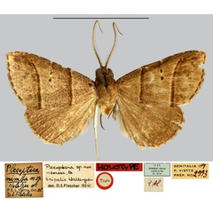 /filer/webapps/moths/media/images/N/nimba_Plecoptera_HT_MNHN.jpg
