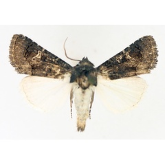 /filer/webapps/moths/media/images/N/nigrescens_Aedia_AM_TMSA_02.jpg