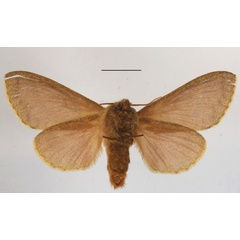 /filer/webapps/moths/media/images/R/robusta_Bombycopsis_PTF_MGCLb_02.JPG