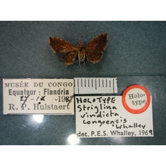 /filer/webapps/moths/media/images/C/congoensis_Jamboina_HT_RMCA_01.jpg