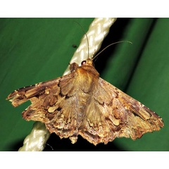 /filer/webapps/moths/media/images/A/alope_Lacera_A_Braun_15.jpg