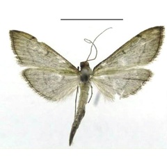 /filer/webapps/moths/media/images/T/triangularis_Bradina_HT_ZSMa.jpg