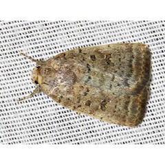 /filer/webapps/moths/media/images/F/foveata_Athetis_A_Braun.jpeg
