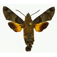 /filer/webapps/moths/media/images/A/aesalon_Macroglossum_AM_Basquin_02.jpg