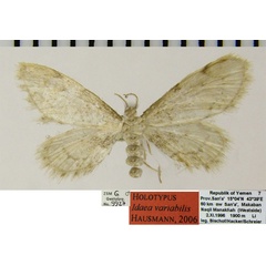 /filer/webapps/moths/media/images/V/variabilis_Idaea_HT_ZSMa.jpg