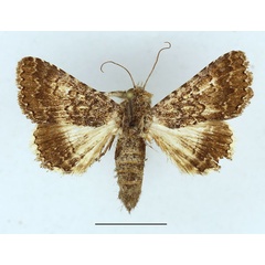 /filer/webapps/moths/media/images/D/decaryi_Pandesma_AF_Aulombard_01.jpg