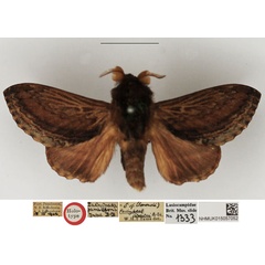 /filer/webapps/moths/media/images/J/jamiesoni_Pachypasa_HT_NHMUK.jpg