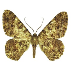 /filer/webapps/moths/media/images/O/ochsei_Afroracotis_PTM_ANHRT.jpg