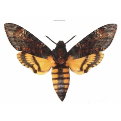 /filer/webapps/moths/media/images/A/atropos_Acherontia_AF_EMEM.jpg