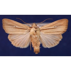 /filer/webapps/moths/media/images/P/prominens_Mythimna_AM_Schellhorn_02.jpg