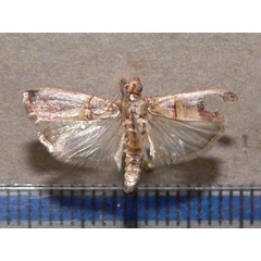 /filer/webapps/moths/media/images/M/metalliferella_Hypargyria_A_Goff_01_PJe9rhY.jpg