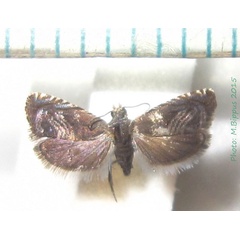 /filer/webapps/moths/media/images/L/lygistis_Microsarotis_A_Bippus.jpg