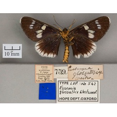 /filer/webapps/moths/media/images/G/glossatrix_Eusemia_HT_OUMNHb.jpg