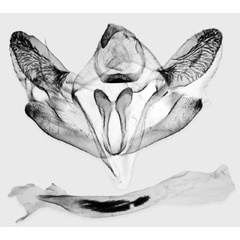 /filer/webapps/moths/media/images/S/sebastiani_Mesothisa_GMHT_ZSM.jpg