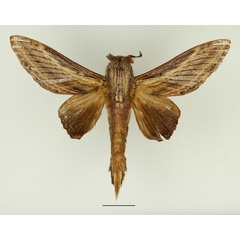 /filer/webapps/moths/media/images/S/subfascia_Pachyna_AM_Basquin_02.jpg