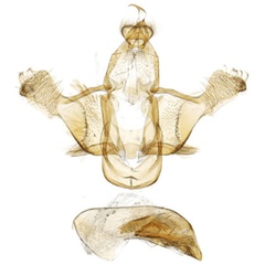 /filer/webapps/moths/media/images/F/flavoaurea_Notioseus_GM_SDEI_4303.jpg