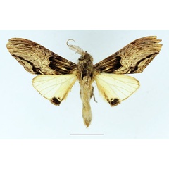 /filer/webapps/moths/media/images/C/centralis_Atrasana_AM_Basquin_04.jpg