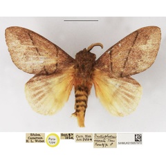 /filer/webapps/moths/media/images/I/irrorata_Gastroplakaeis_PTM_NHMUK.jpg