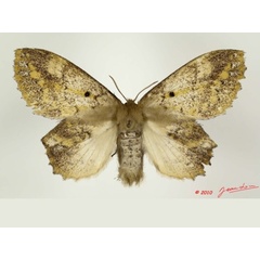/filer/webapps/moths/media/images/S/spargata_Philotherma_AF_Alberta_01.jpg