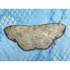 /filer/webapps/moths/media/images/H/haemaleata_Scopula_A_Goff_02.JPG