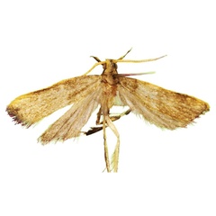 /filer/webapps/moths/media/images/M/mpangensis_Furcalis_PTM_NIBR.jpg