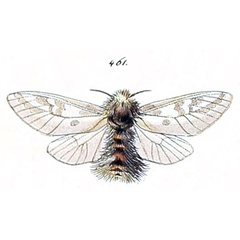 /filer/webapps/moths/media/images/P/pellucens_Psycharium_HT_Herrich_103-461.jpg