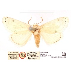 /filer/webapps/moths/media/images/A/albula_Lacipa_HT_BMNH_PoblqGO.jpg