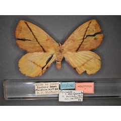 /filer/webapps/moths/media/images/L/latifasciata_Epijana_HT_RMCA_01.jpg