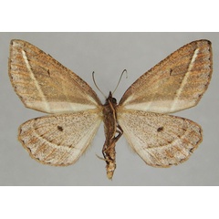 /filer/webapps/moths/media/images/A/albilinea_Idiodes_AM_ZSMb.jpg