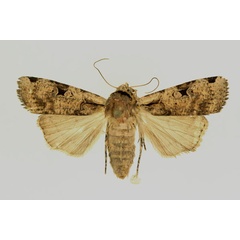 /filer/webapps/moths/media/images/P/percurvata_Mentaxya_AF_RMCA.jpg