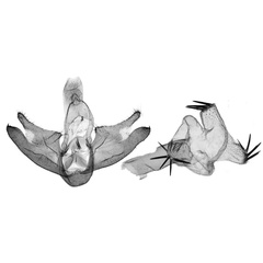 /filer/webapps/moths/media/images/K/klausruedigerbecki_Cyana_GMHT_ZSM.jpg