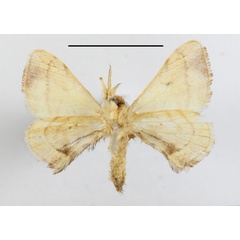 /filer/webapps/moths/media/images/O/obliquisigna_Racinoa_A_MGCLb_01.JPG