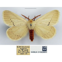 /filer/webapps/moths/media/images/P/pretoriana_Phiala_AM_NHMUK.jpg