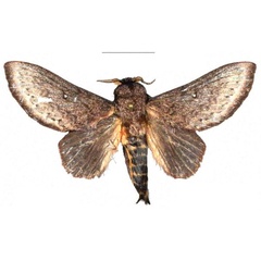 /filer/webapps/moths/media/images/D/danieli_Leptometa_PTM_Mueller_01.jpg