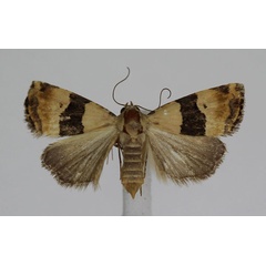 /filer/webapps/moths/media/images/M/mesozona_Pseudozarba_A_JMonks_01.jpg