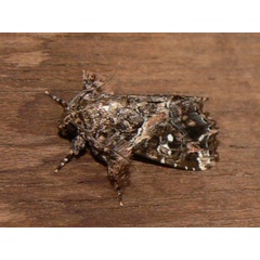 /filer/webapps/moths/media/images/N/nigeriensis_Callopistria_A_Goff_02.JPG