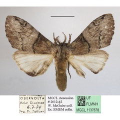 /filer/webapps/moths/media/images/V/viridipulverea_Chlorochadisra_A_MGCLa_03.JPG