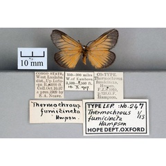 /filer/webapps/moths/media/images/F/fumicincta_Thermochrous_ST_OUMNH_01.jpg