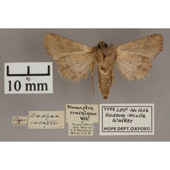 /filer/webapps/moths/media/images/I/inculta_Hadena_HT_OUMNH_02.jpg