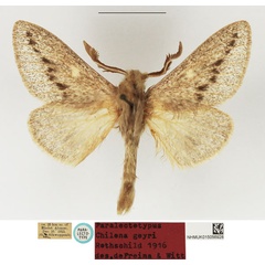 /filer/webapps/moths/media/images/G/geyri_Chilena_PLTM_NHMUK_03.jpg