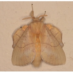 /filer/webapps/moths/media/images/M/monteiroi_Trichopisthia_A_Heyns_01.JPG