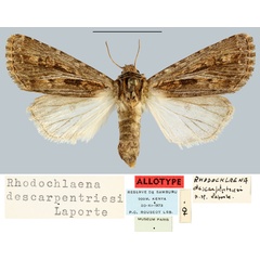 /filer/webapps/moths/media/images/D/descarpentriesi_Rhodochlaena_AT_MNHN.jpg