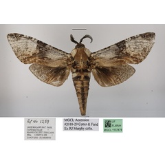 /filer/webapps/moths/media/images/T/toluminus_Macrocossus_A_MGCLa.JPG