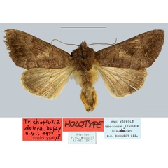 /filer/webapps/moths/media/images/D/dolera_Trichoplusia_HT_MNHN.jpg