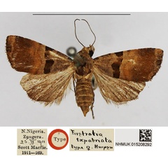 /filer/webapps/moths/media/images/E/expatriata_Eustrotia_HT_NHMUK.jpg