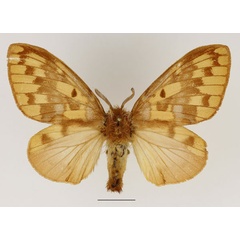 /filer/webapps/moths/media/images/V/viridescens_Chrysopsyche_AF_Basquin_02.jpg