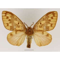 /filer/webapps/moths/media/images/V/viridescens_Chrysopsyche_AF_Basquin_02.jpg