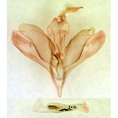 /filer/webapps/moths/media/images/H/holmi_Marcipa_GMPT_BMNH_2636.jpg